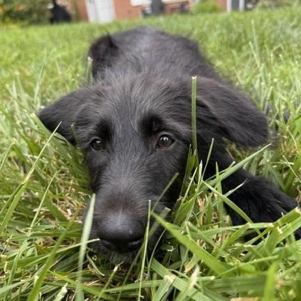 Irene, an adoptable mixed breed in Palatine, IL image 2/5