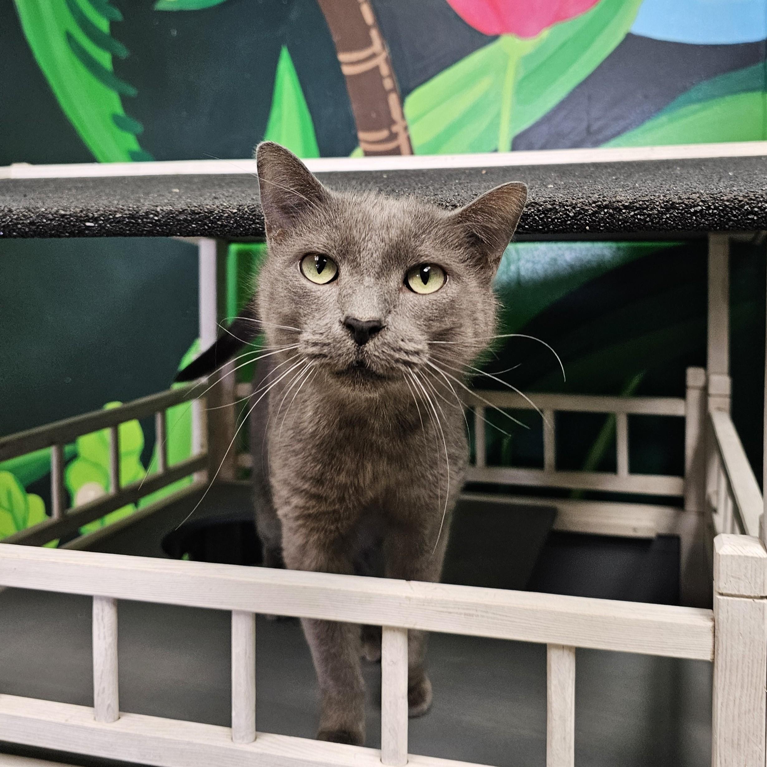 Tike, adopted, Adult Male Domestic Short Hair.