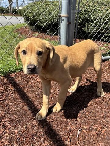 Enlarge WOODY, a Adoptable mixed breed in Panama City, FL image 1/1