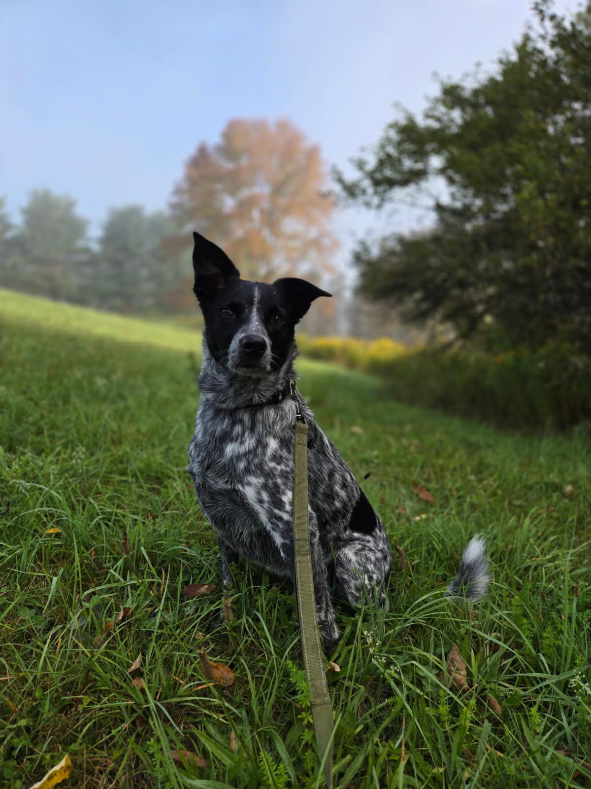 Enlarge Dapple, a ADOPTABLE Australian Cattle Dog / Blue Heeler in Milford, NY image 3/4
