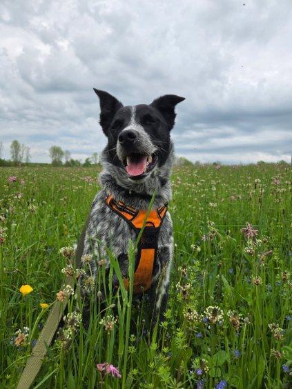 Enlarge Dapple, a ADOPTABLE Australian Cattle Dog / Blue Heeler in Milford, NY image 2/4