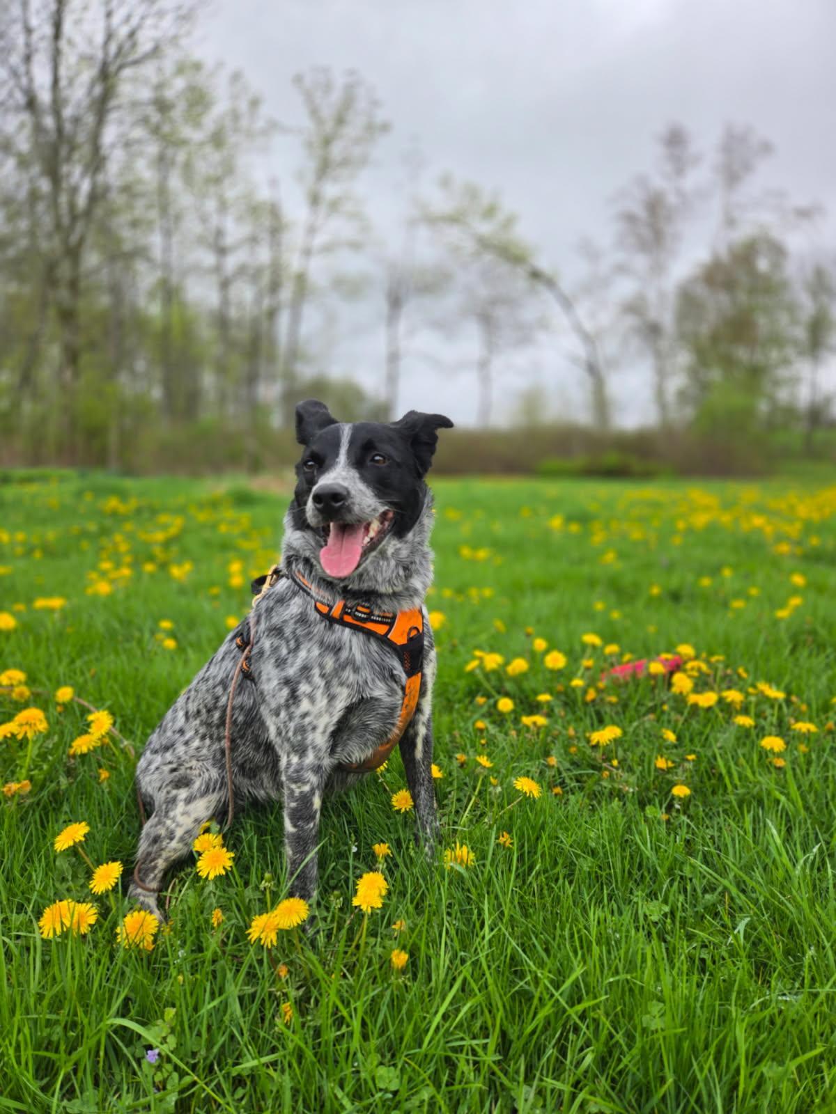 Dapple, ADOPTABLE, Young Female Australian Cattle Dog / Blue Heeler.
