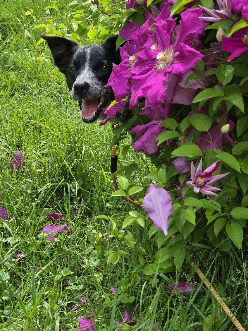 Enlarge Dapple, a ADOPTABLE Australian Cattle Dog / Blue Heeler in Milford, NY image 4/4