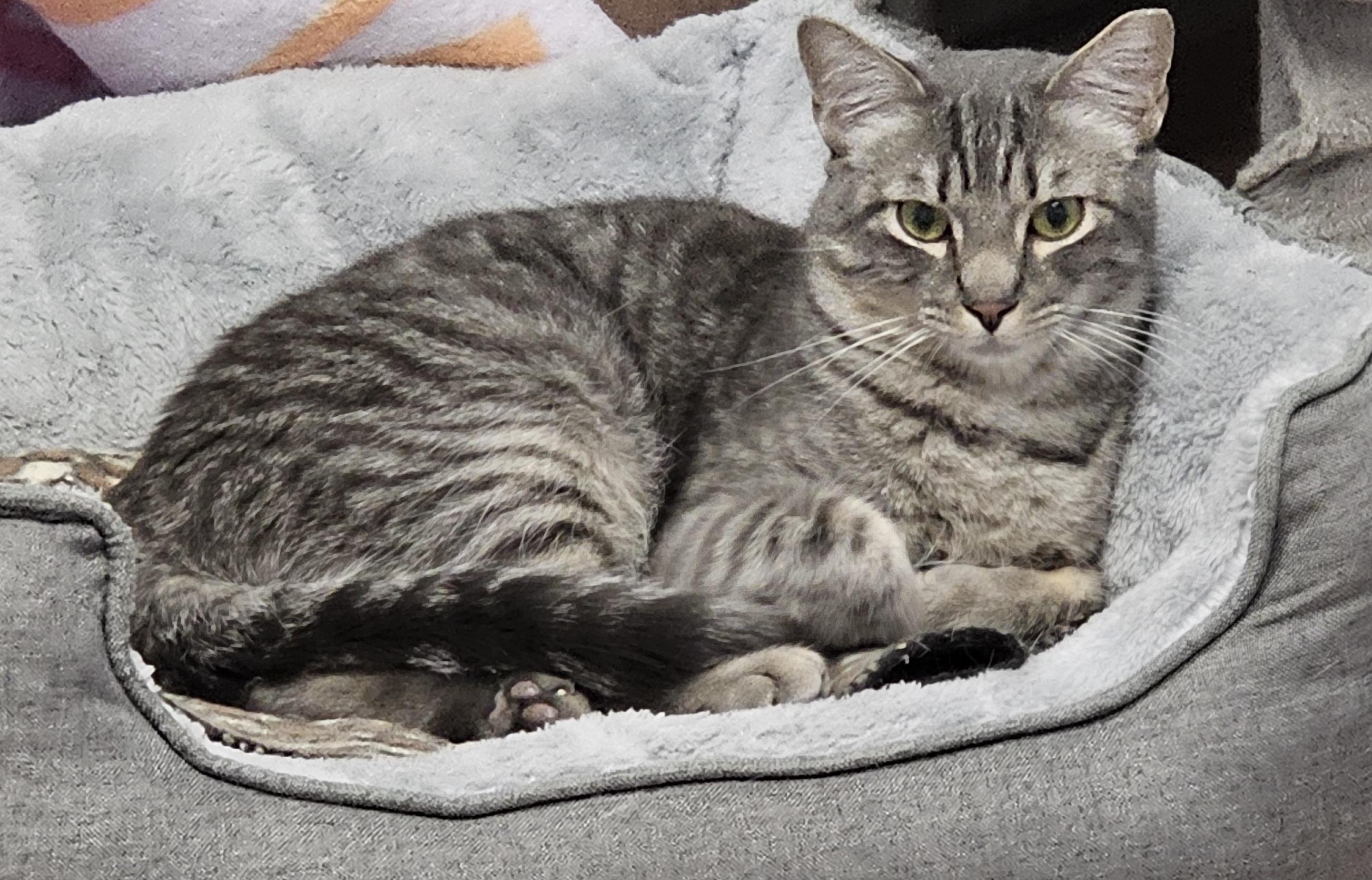 Enlarge Finn, a Adoptable Domestic Short Hair in Prince Frederick, MD image 3/4