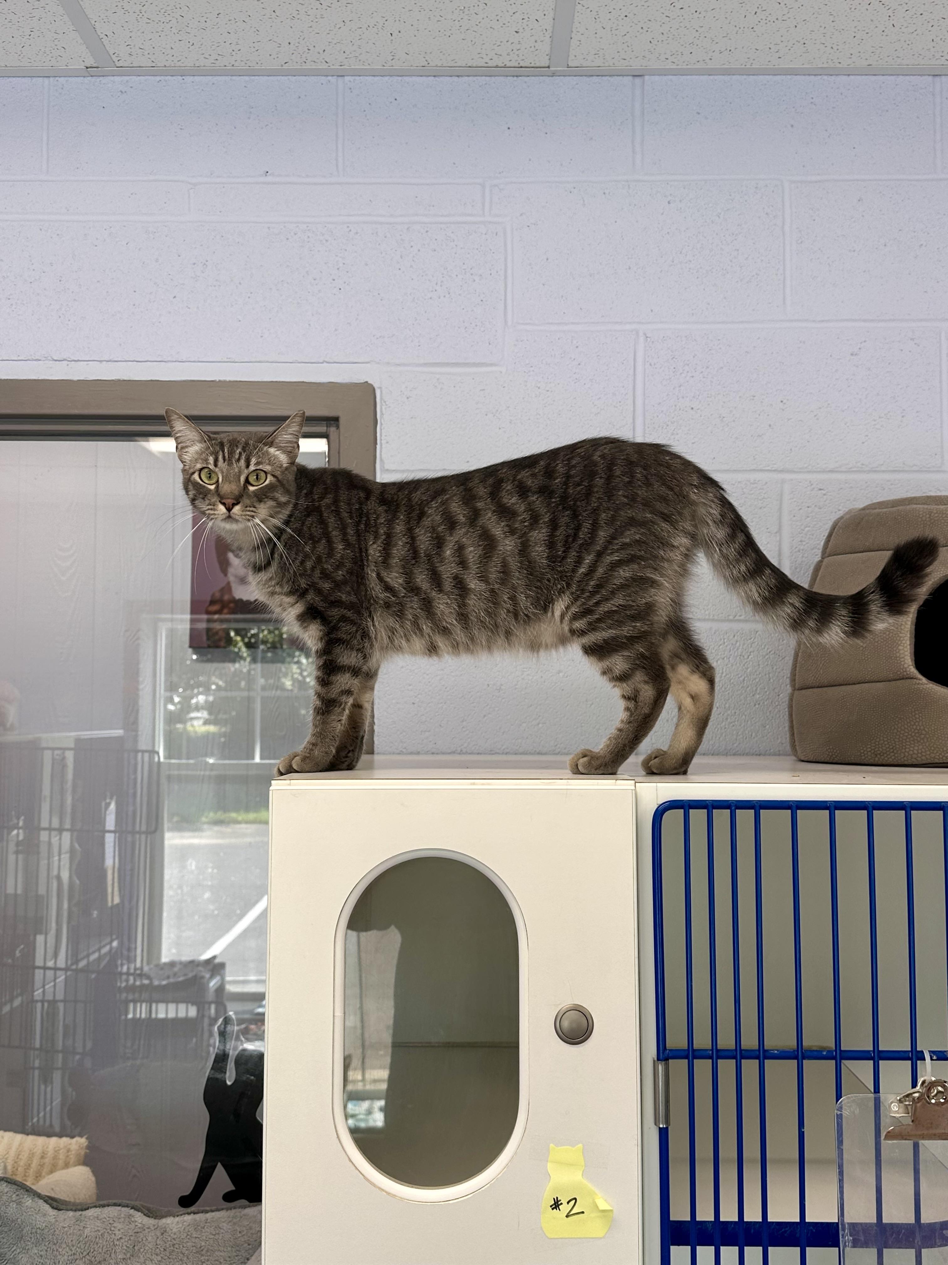 Enlarge Finn, a Adoptable Domestic Short Hair in Prince Frederick, MD image 4/4