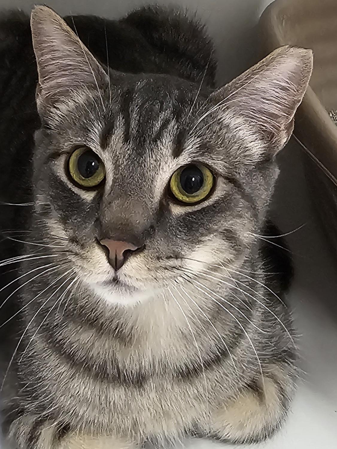 Enlarge Finn, a Adoptable Domestic Short Hair in Prince Frederick, MD image 2/4