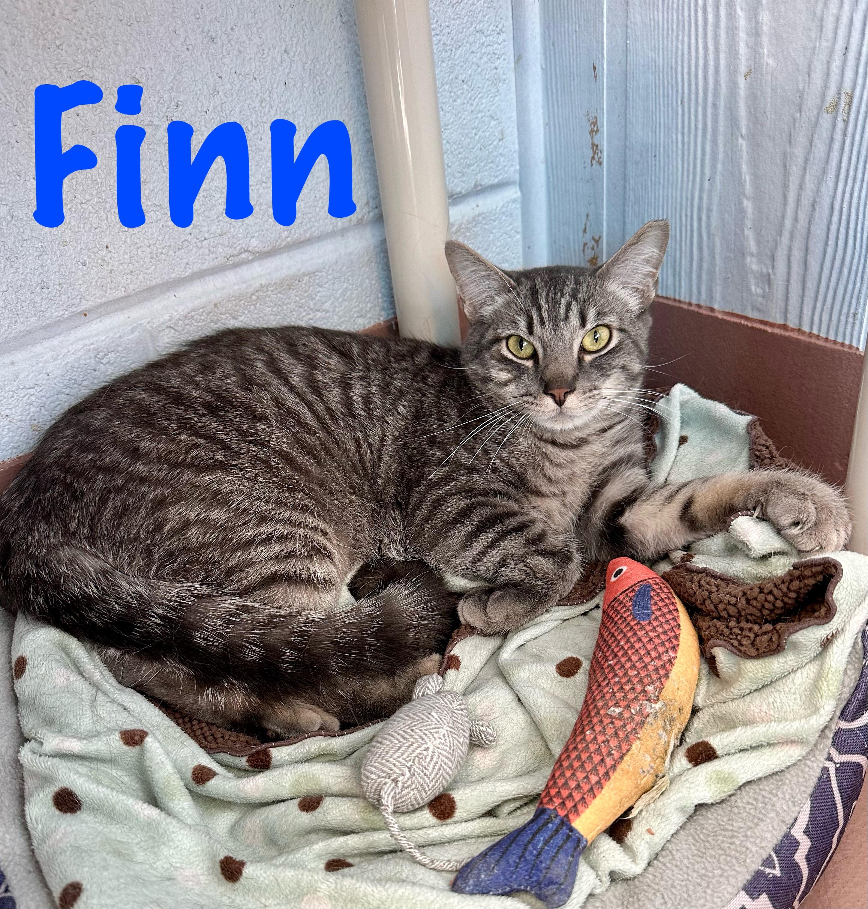 Finn, Adoptable, Adult Male Domestic Short Hair.