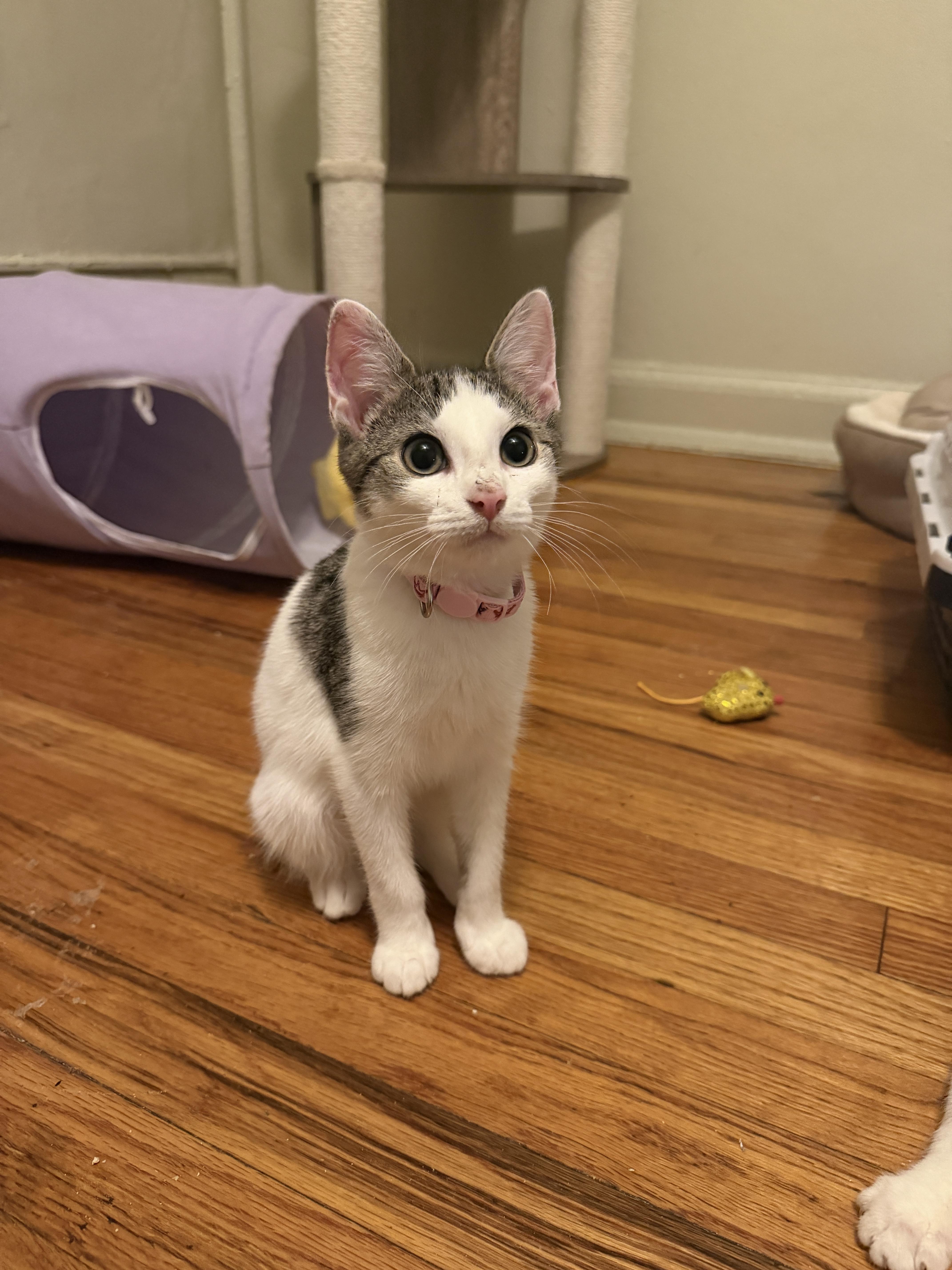 MOLLY, ADOPTABLE, Kitten Female Tabby.