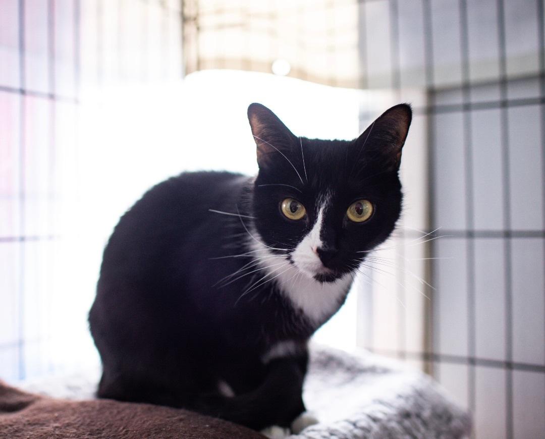 Mittens, an adoptable Tuxedo in Acushnet, MA, 02743 | Photo Image 3