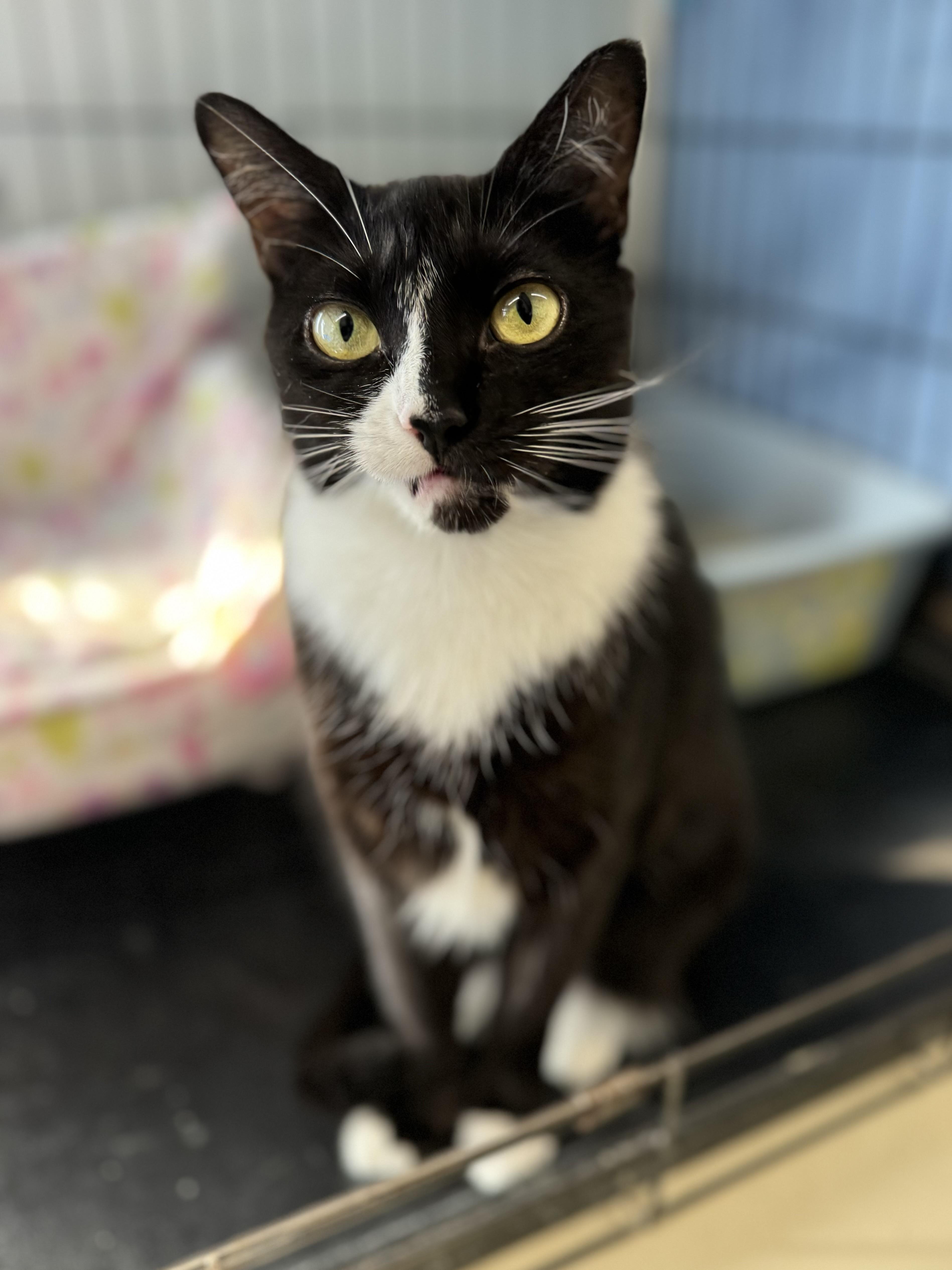 Mittens, an adoptable Tuxedo in Acushnet, MA, 02743 | Photo Image 2