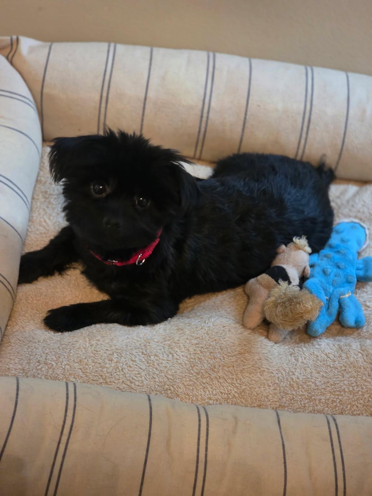 Enlarge Saki, an adopted mixed breed in Orland Park, IL image 2/4