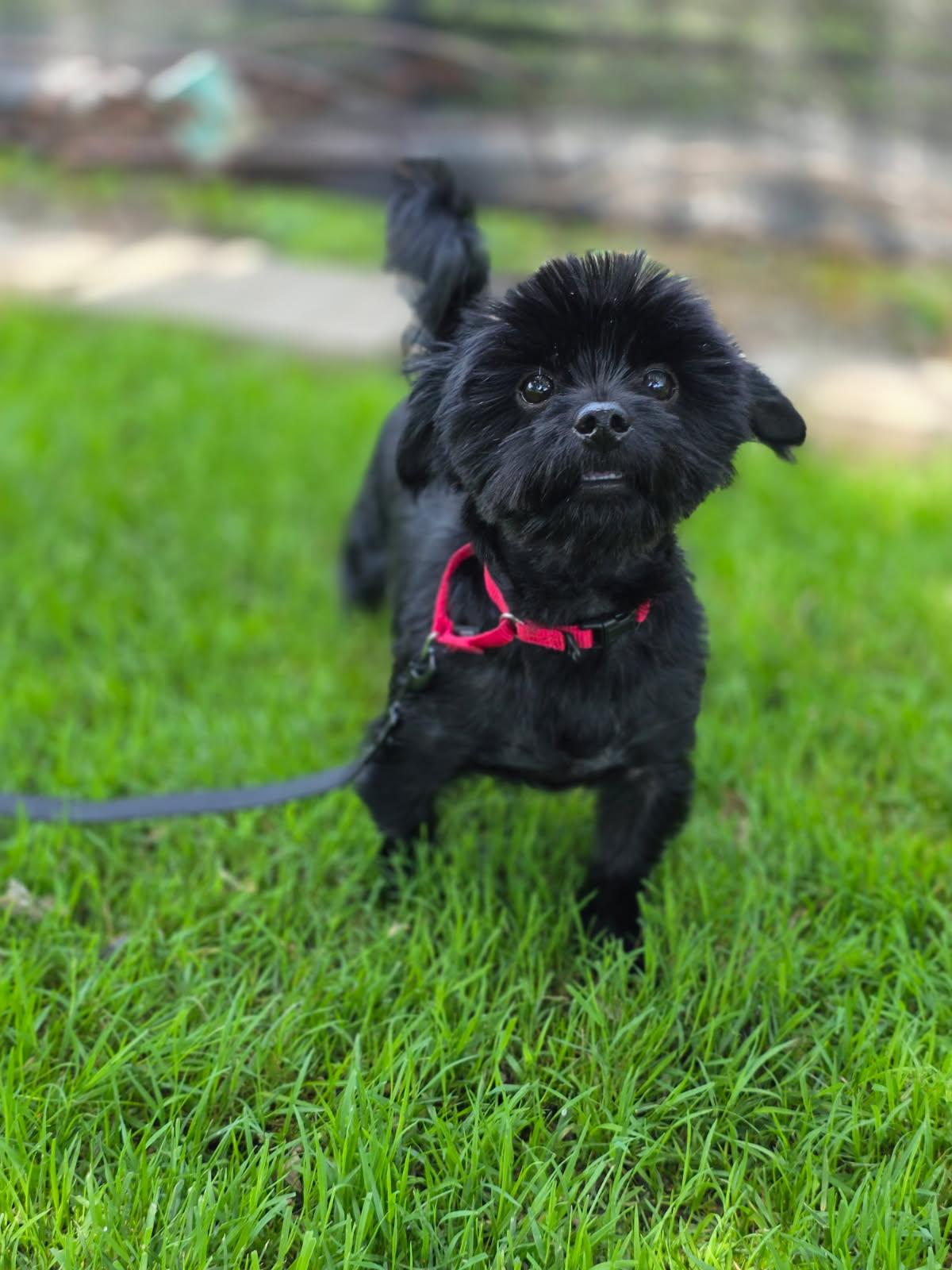 Saki, adopted, Young Male Yorkshire Terrier.