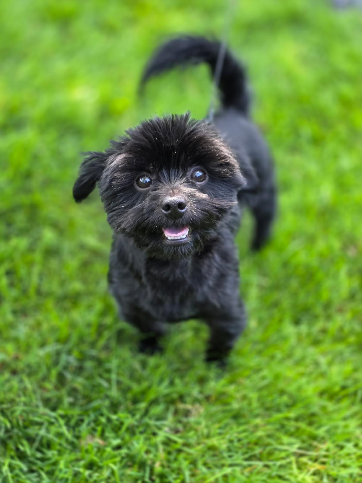 Enlarge Saki, an adopted mixed breed in Orland Park, IL image 3/4