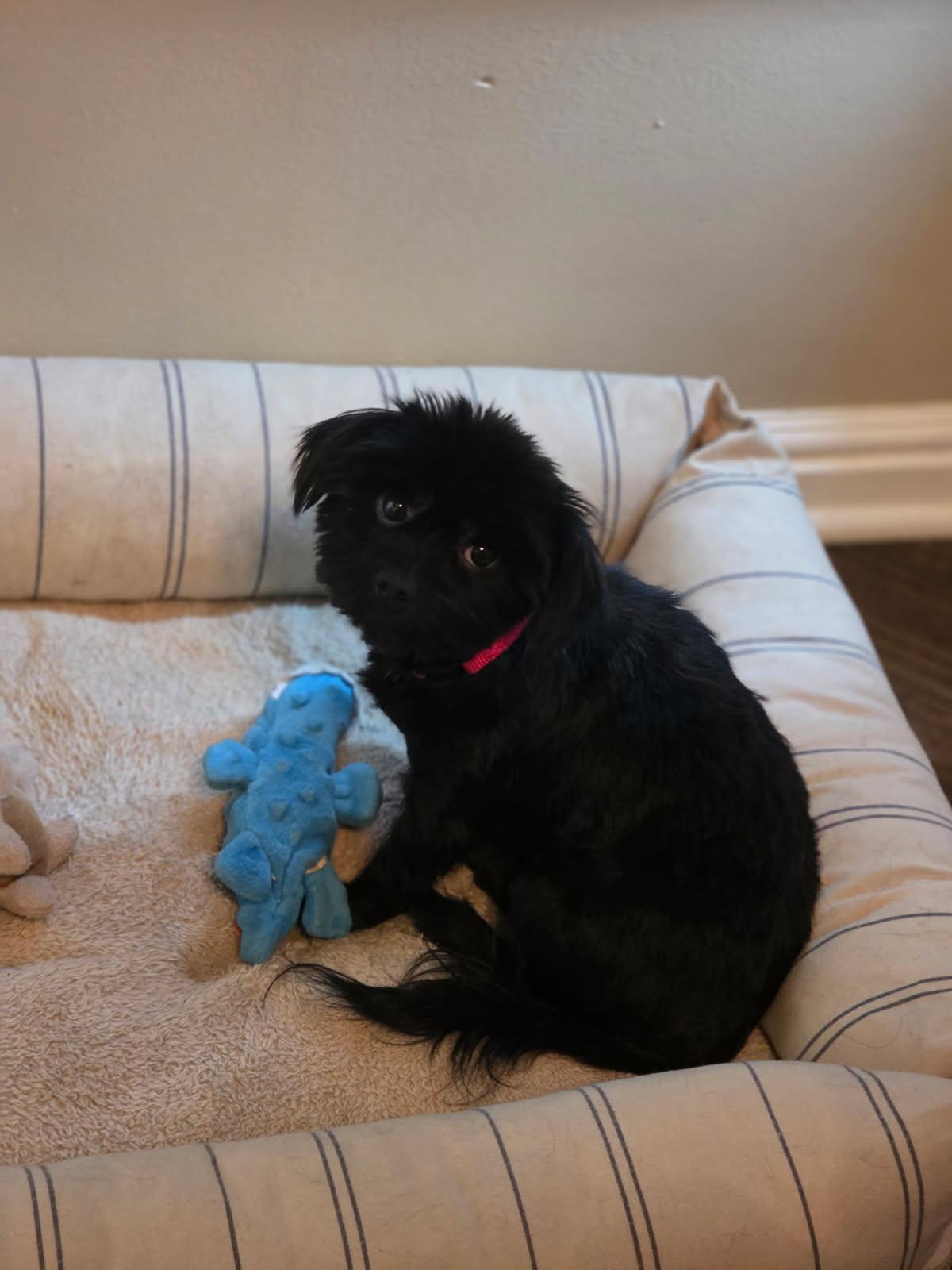 Enlarge Saki, an adopted mixed breed in Orland Park, IL image 4/4