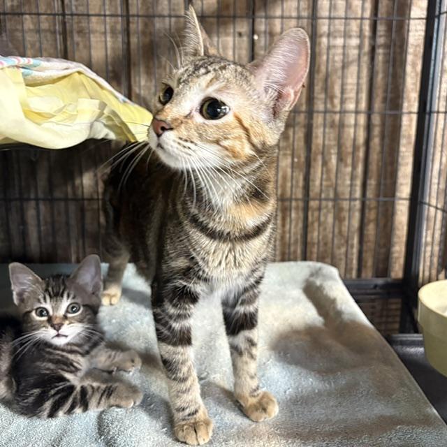 Cleo, Adopted, Adult Female Tabby.