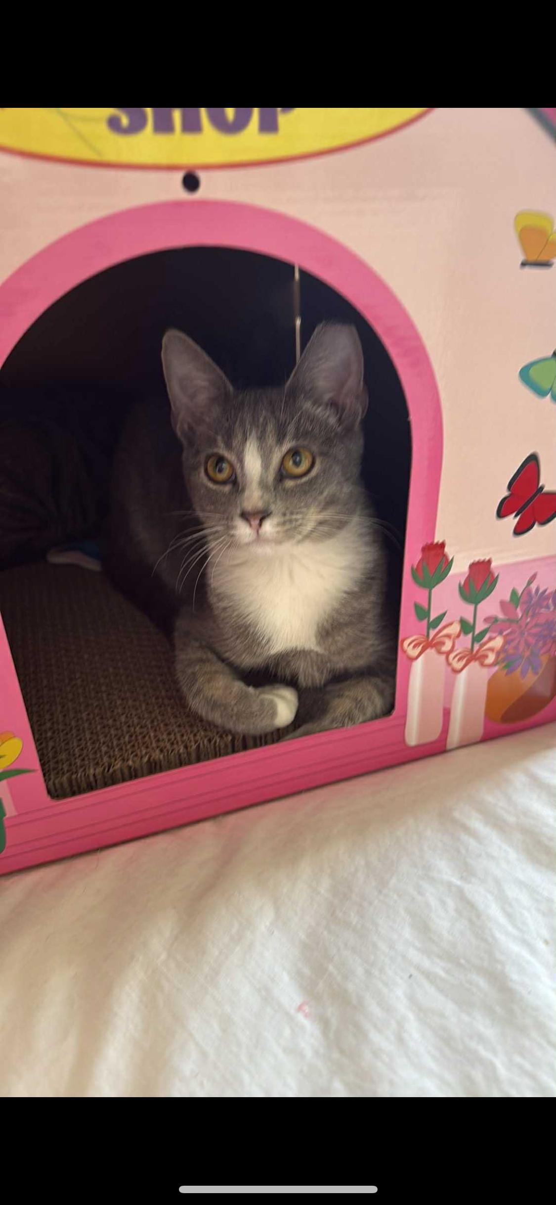 Lucy, a ADOPTABLE Domestic Short Hair in Charlotte, NC image 4/6