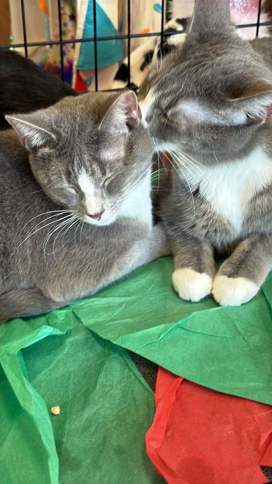 Lucy, a ADOPTABLE Domestic Short Hair in Charlotte, NC image 5/6