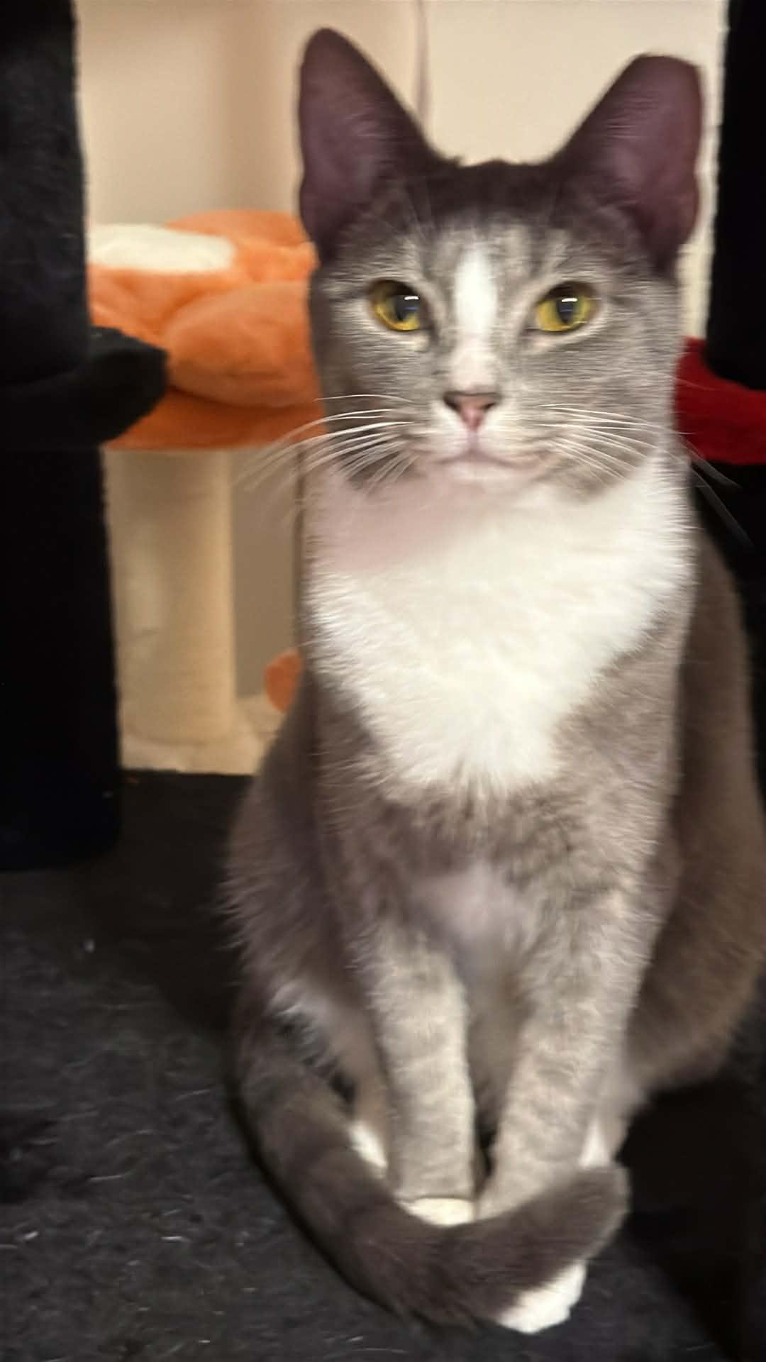 Lucy, a ADOPTABLE Domestic Short Hair in Charlotte, NC image 1/6