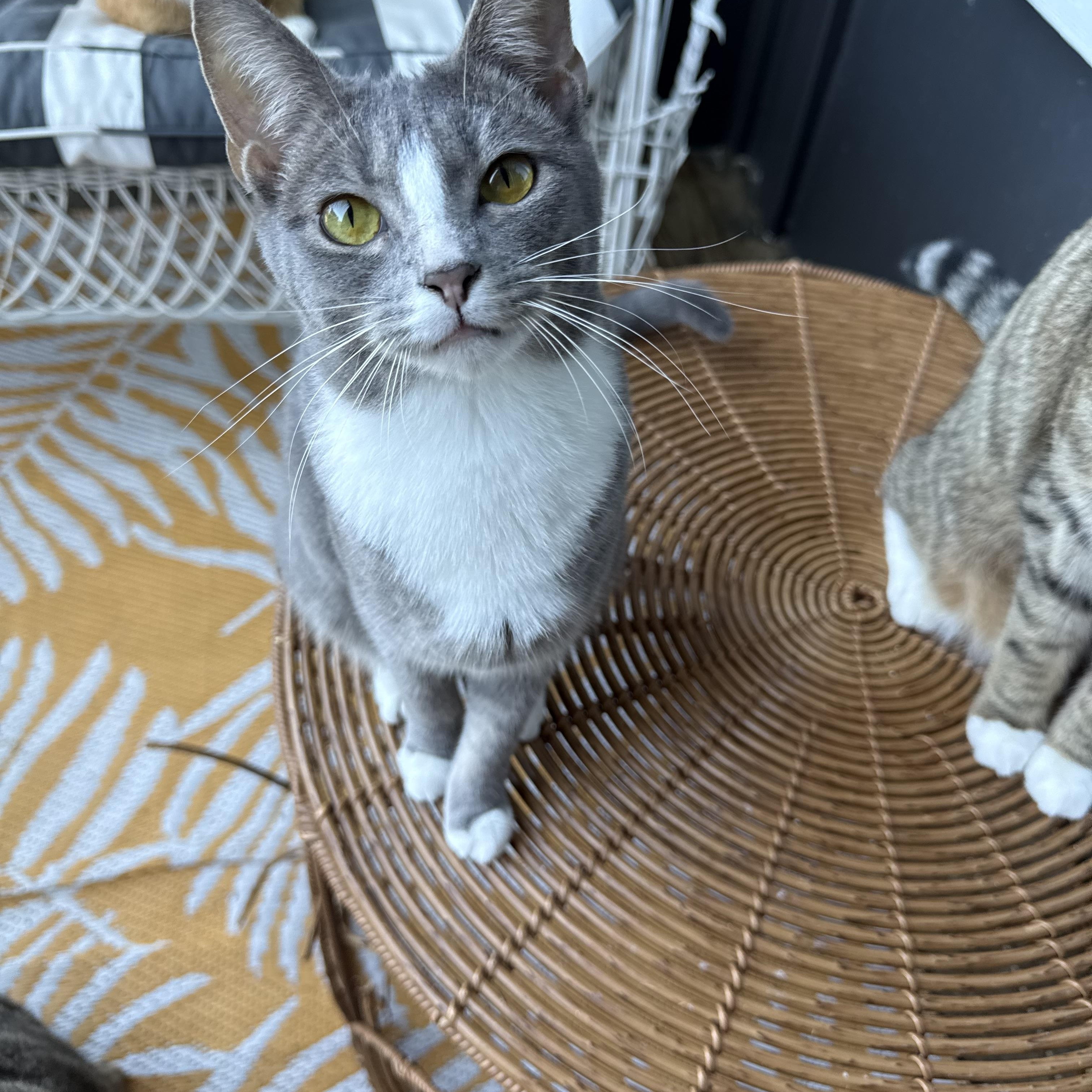 Lucy, a ADOPTABLE Domestic Short Hair in Charlotte, NC image 6/6