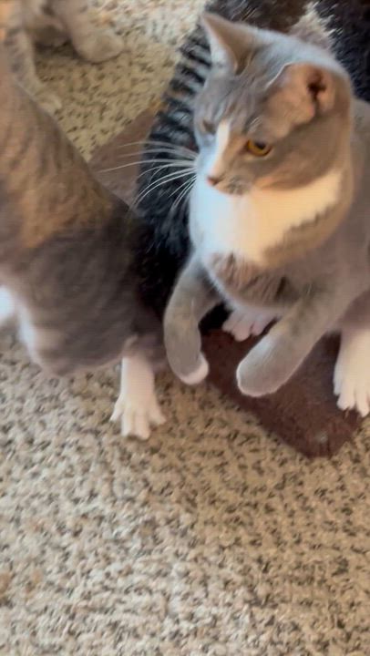 Enlarge Lucy, a ADOPTABLE Domestic Short Hair in Charlotte, NC video 2/6