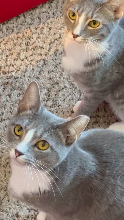 Enlarge Lucy, a ADOPTABLE Domestic Short Hair in Charlotte, NC video 3/6