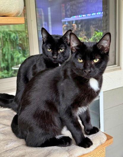 ROXY & MERCEDES - Twice the Sister Fun!, Adoptable, Young Female Domestic Short Hair.