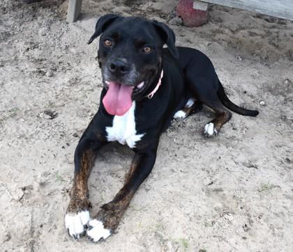 Lucky Joseph, Adoptable, Adult Male Boxer & Labrador Retriever.