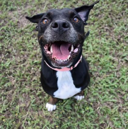 Enlarge Lucky Joseph, a Adoptable mixed breed in Inverness, FL image 4/4