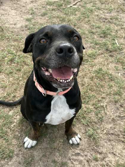 Enlarge Lucky Joseph, a Adoptable mixed breed in Inverness, FL image 3/4