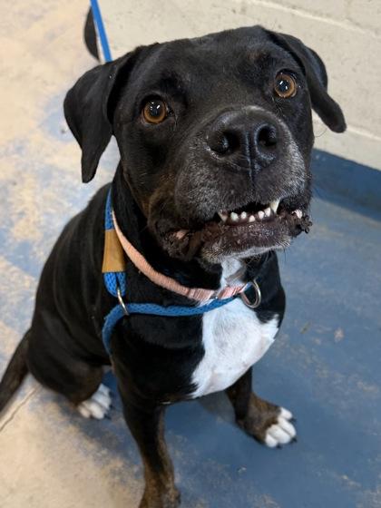 Enlarge Lucky Joseph, a Adoptable mixed breed in Inverness, FL image 2/4
