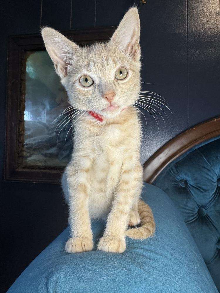 Enlarge Solstice, an adopted Domestic Short Hair in Avoca, PA image 1/1