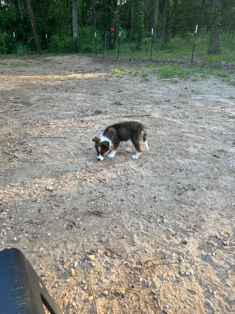 Cinco, Adopted, Puppy Male Border Collie & Alaskan Malamute.