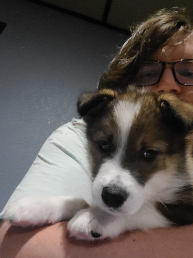 Enlarge Cinco, a Adopted mixed breed in Mabank, TX image 2/10