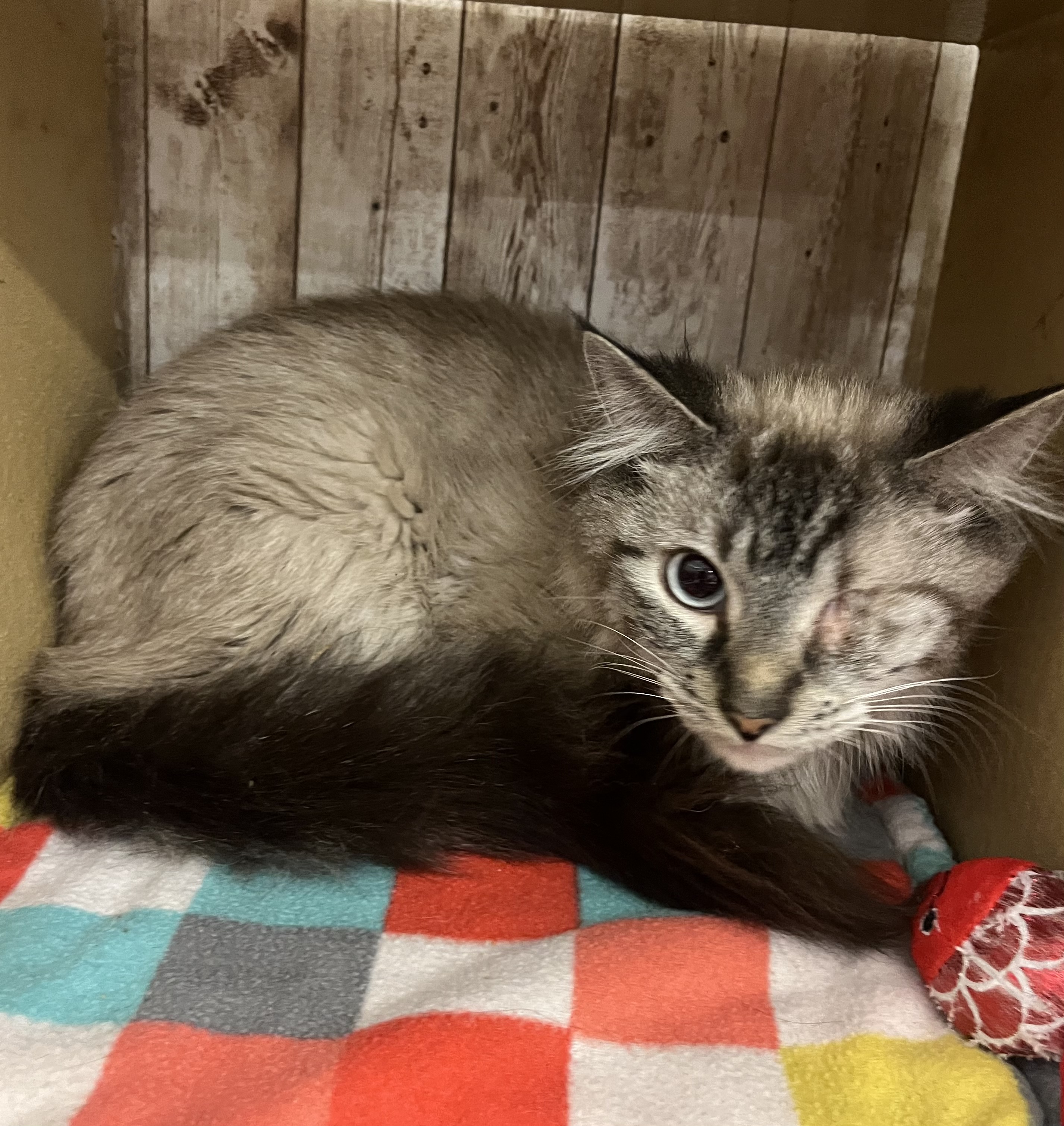 Iggy, an adopted Domestic Long Hair & Siamese Mix in Omaha, NE_image-1