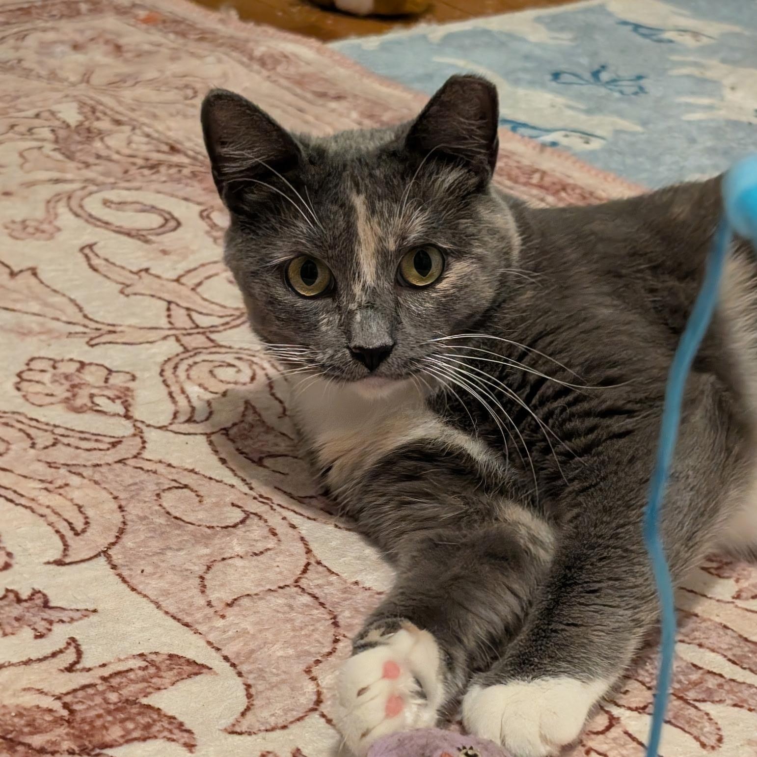 Enlarge Silva, a Adoptable mixed breed in Hyattsville, MD image 5/6