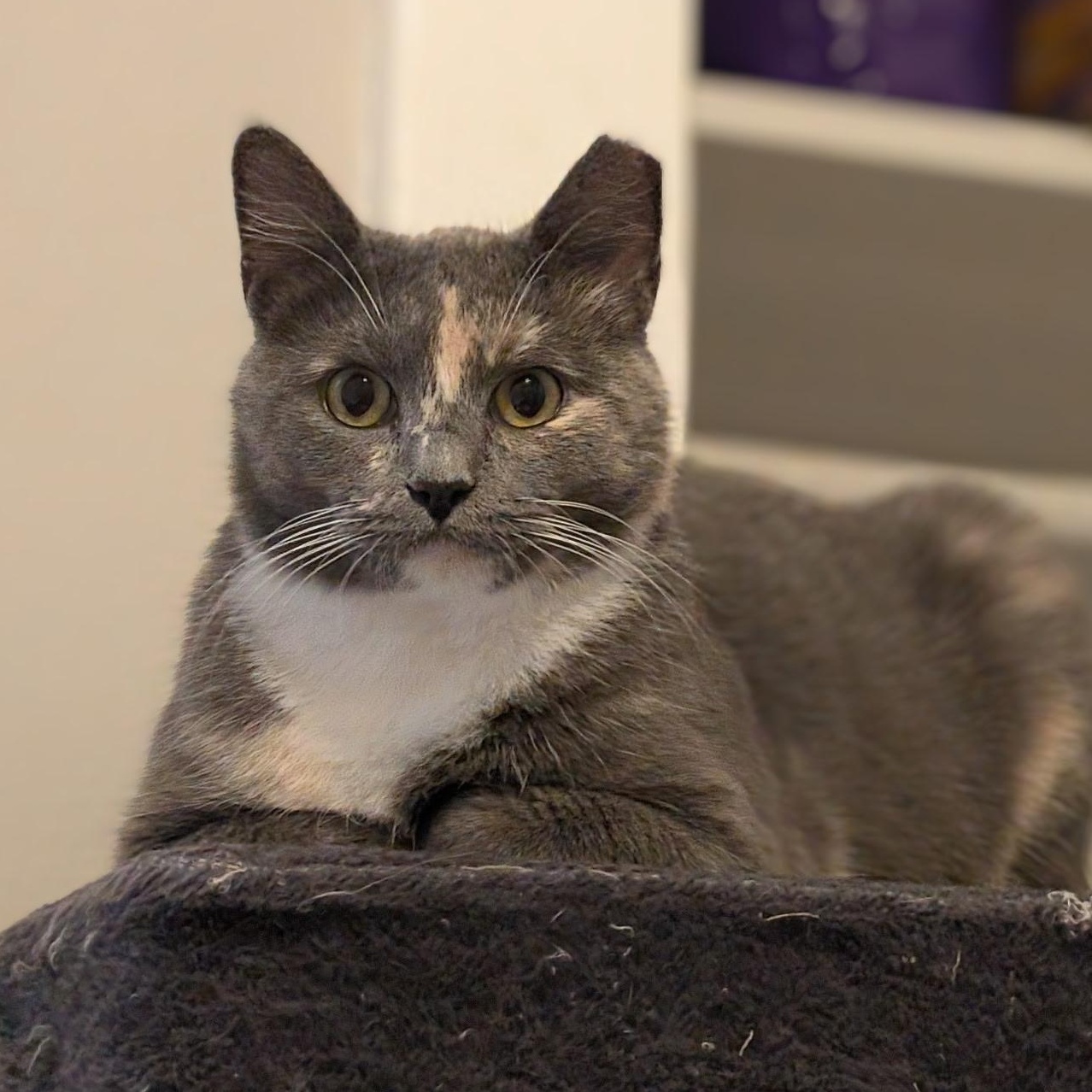 Silva, Adoptable, Young Female Dilute Tortoiseshell & Domestic Short Hair.