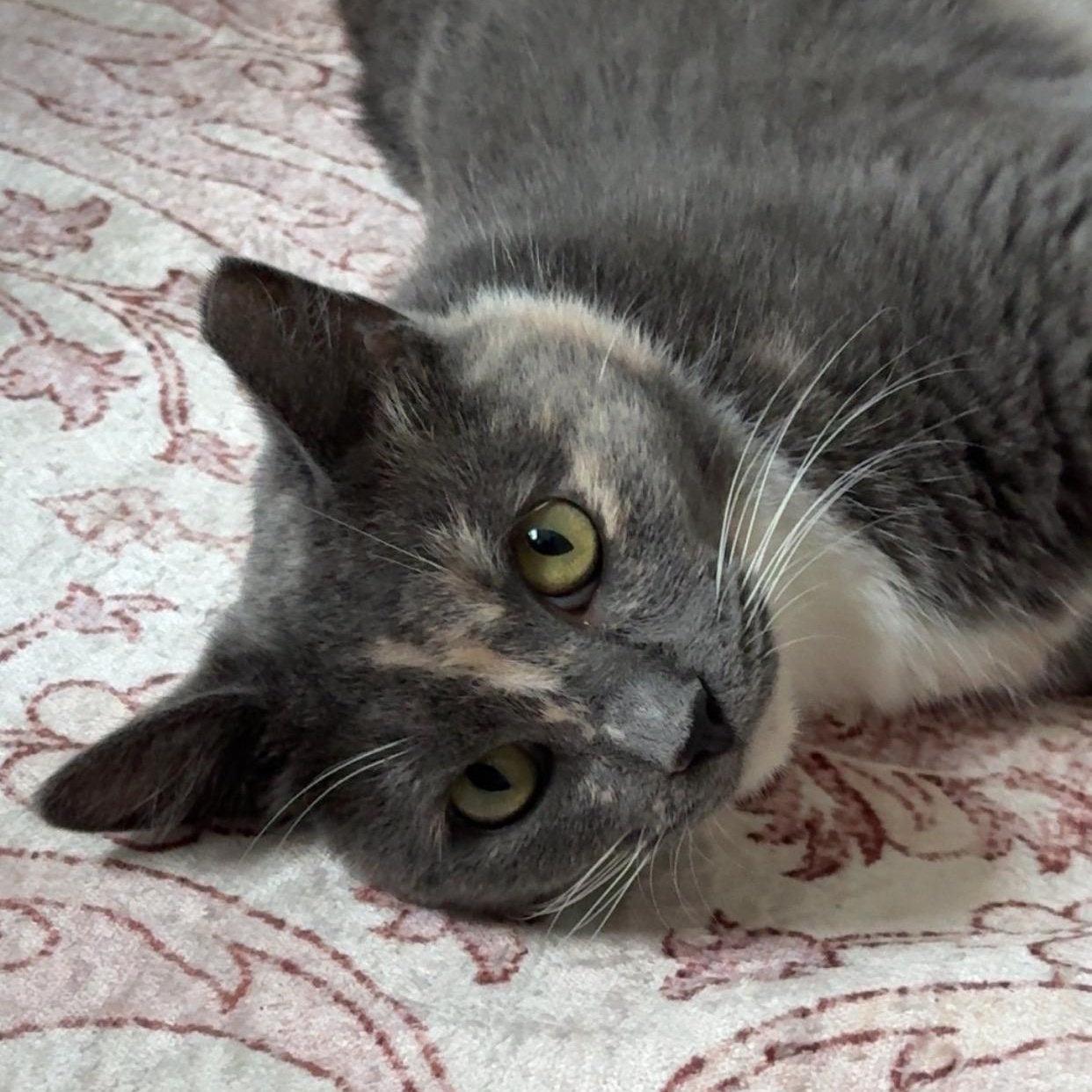 Enlarge Silva, a Adoptable mixed breed in Hyattsville, MD image 6/6