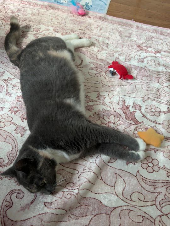 Enlarge Silva, a Adoptable mixed breed in Hyattsville, MD video 2/6