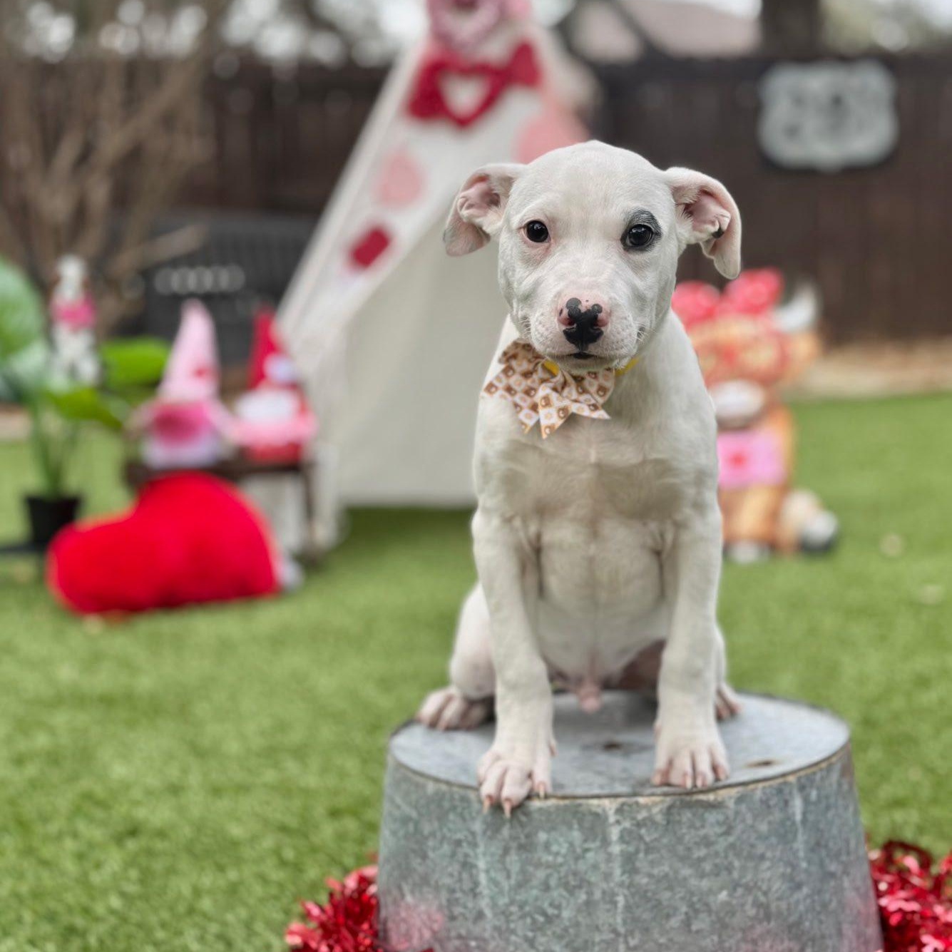 Evans — thumbnail 2