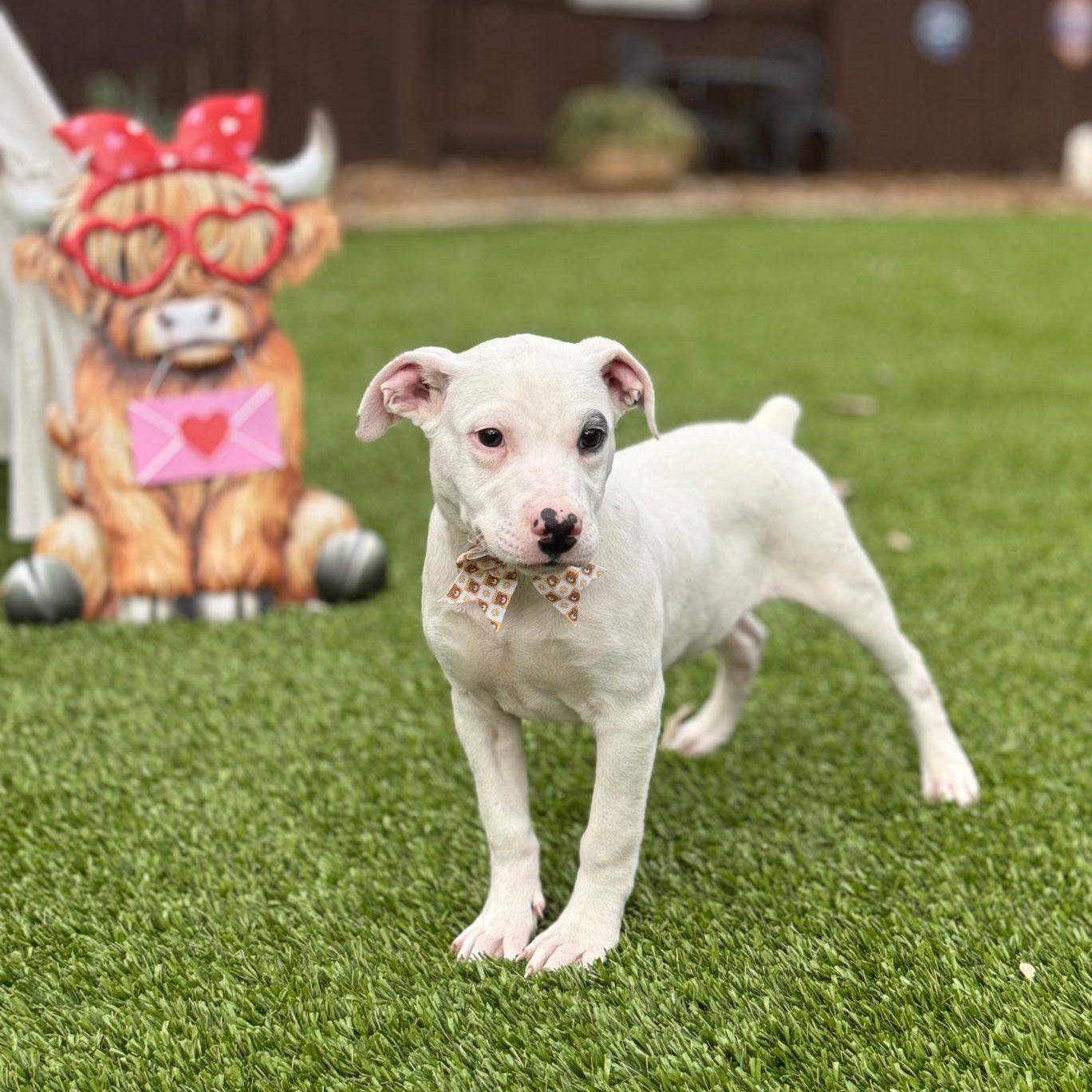 Evans — thumbnail 3