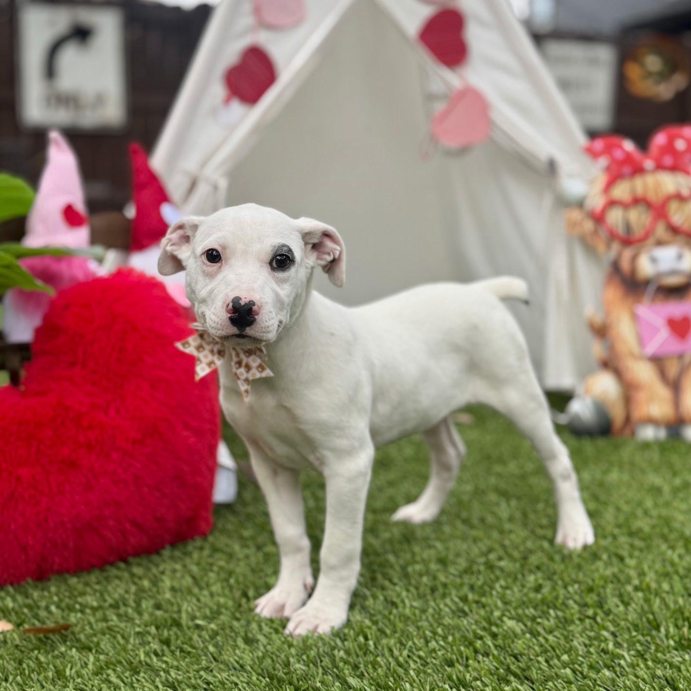 Evans — thumbnail 4