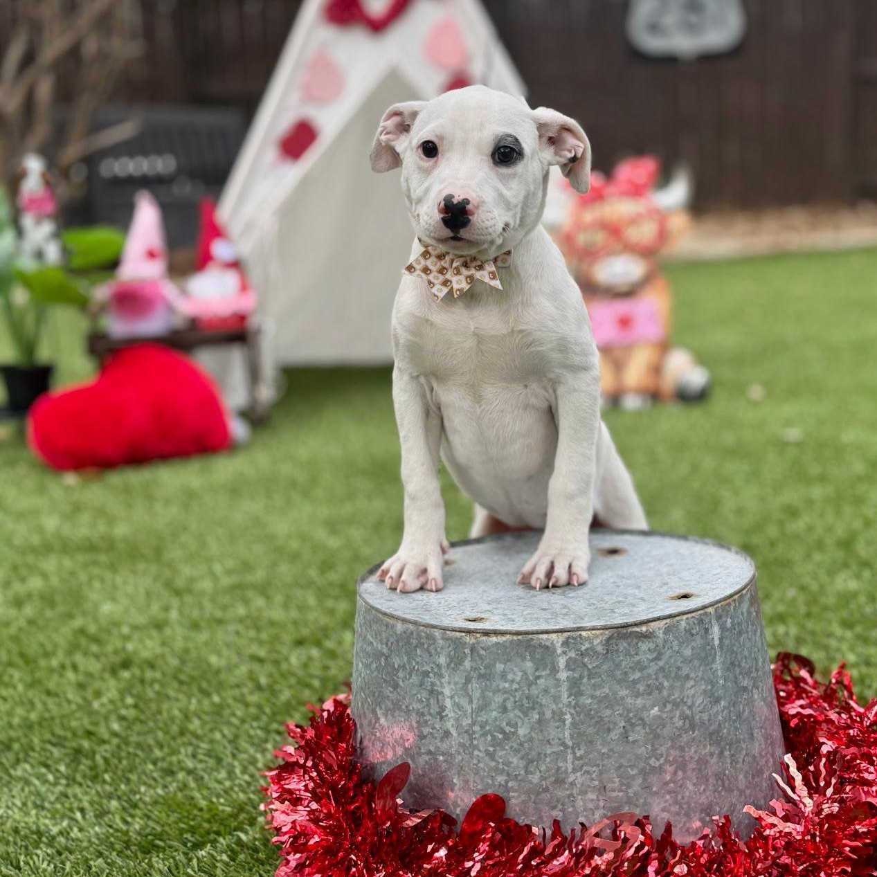 Evans — thumbnail 6