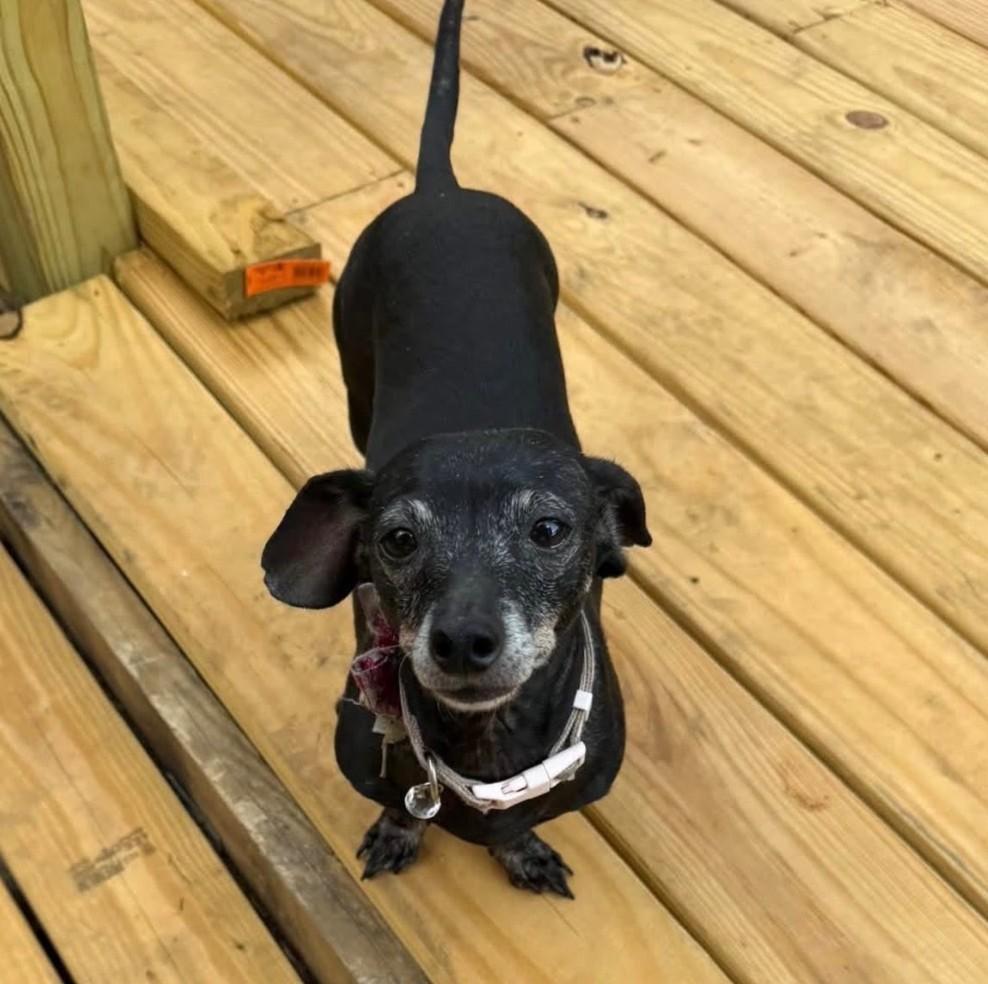 Helga, Adoptable, Adult Female Dachshund.