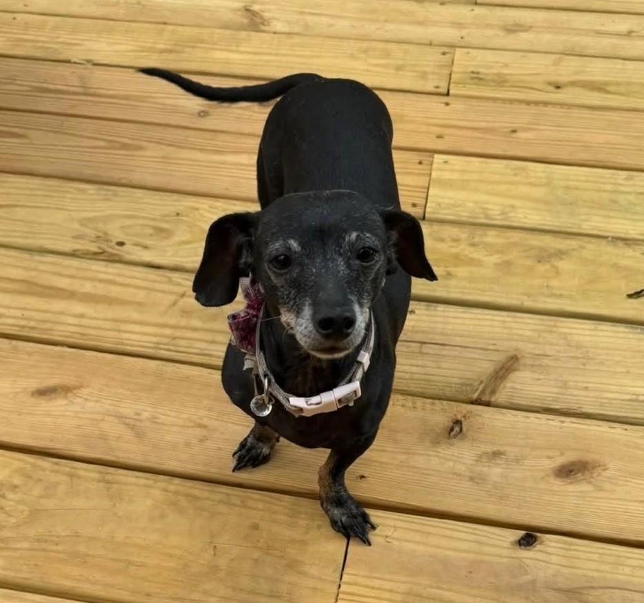 Enlarge Helga, a Adoptable Dachshund in Knoxville, TN image 2/3