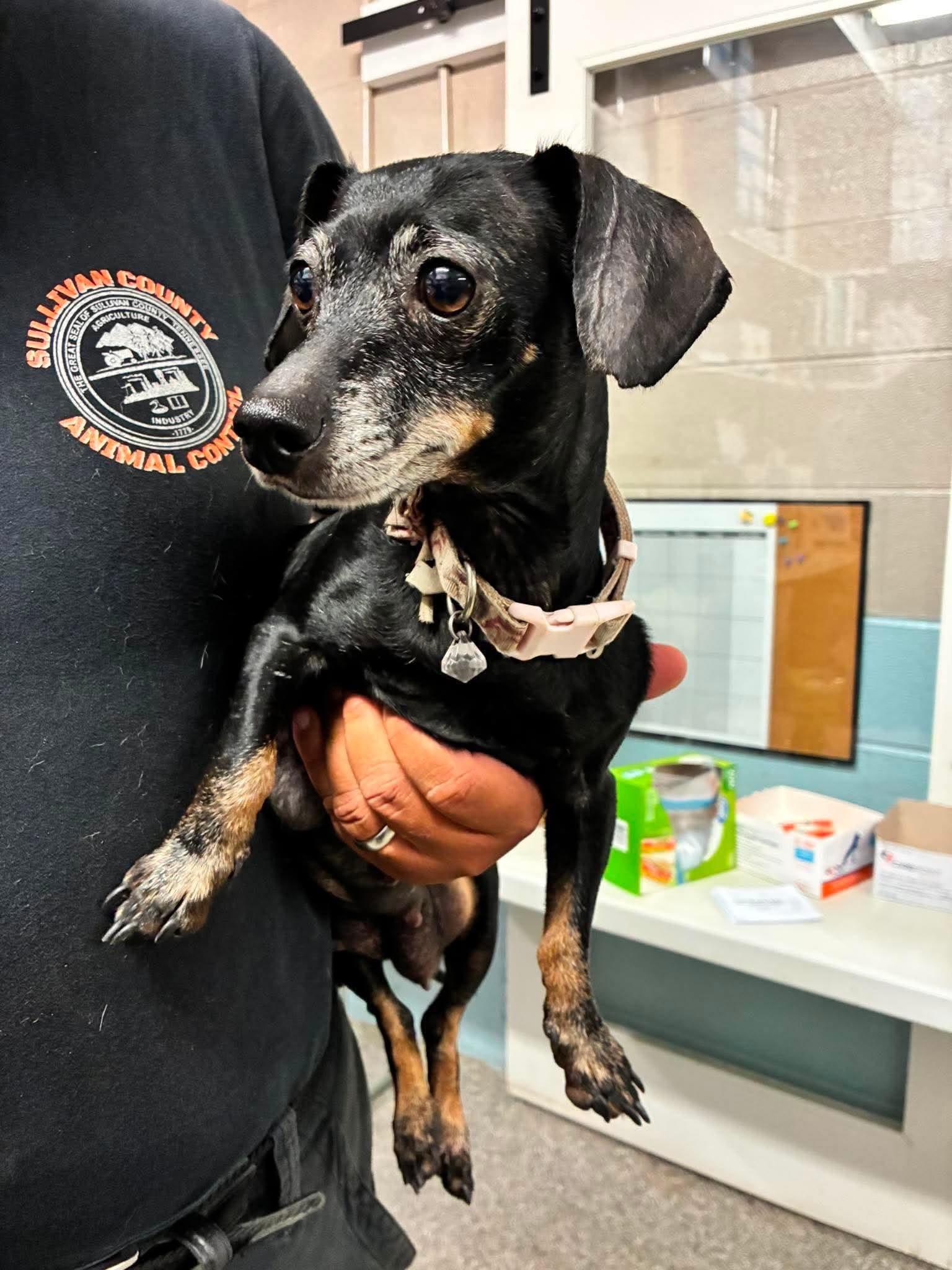 Enlarge Helga, a Adoptable Dachshund in Knoxville, TN image 3/3