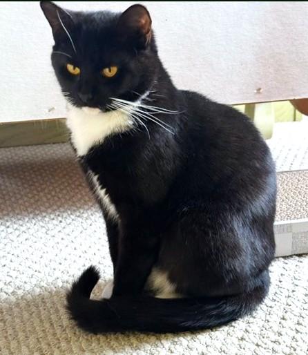 Gertrude, Young Female Tuxedo