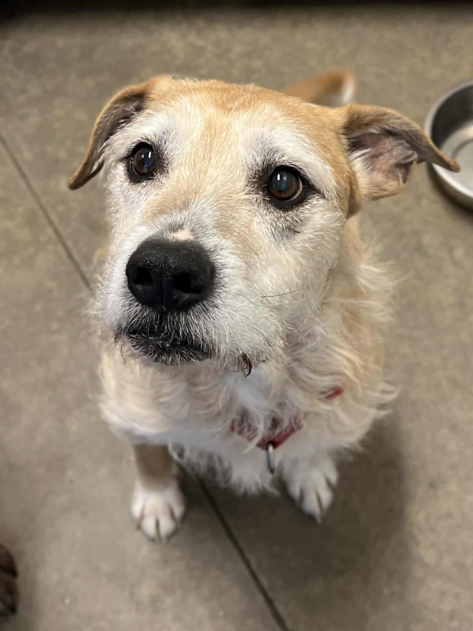 AJ, adoptable, Senior Female Terrier.