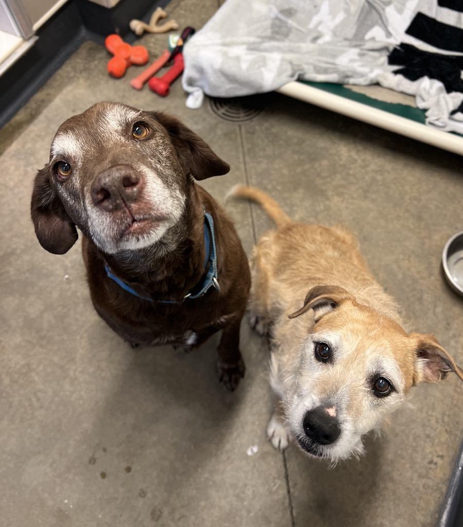 AJ, an adoptable Terrier in Elizabethtown, NY image 2/3