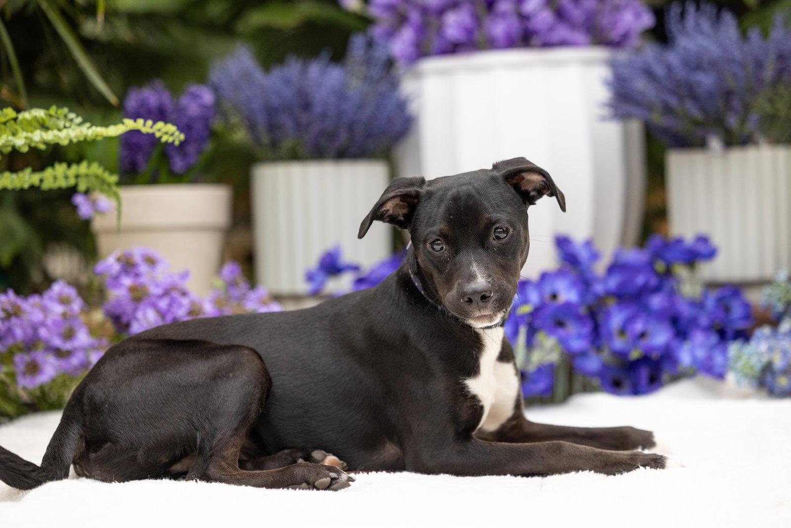 Finn, Adopted, Young Male Terrier.