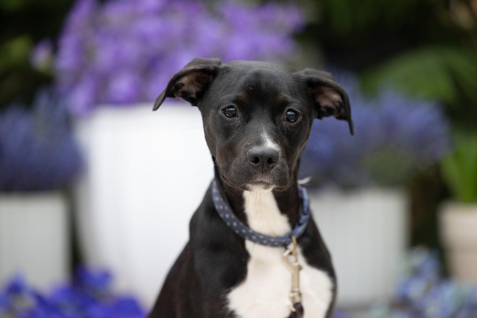 Enlarge Finn, a Adopted Terrier in Brooklyn Center, MN image 2/3